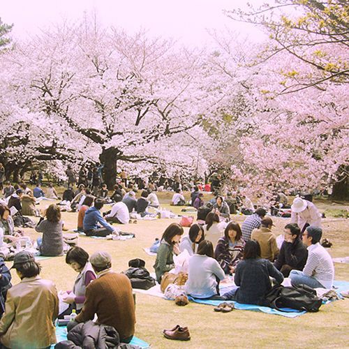 Let's have a "Hanami" party with Shibari freak!